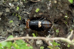 Pseudophyllodromia laticeps