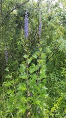 Delphinium retropilosum