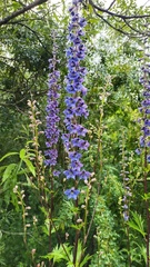 Delphinium retropilosum