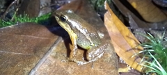 Leucostethus fraterdanieli