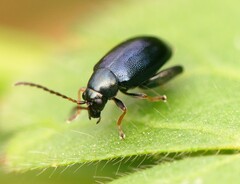 Aphthona