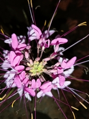 Cleome houtteana