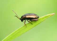 Aphthona
