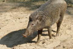 Sus scrofa cristatus