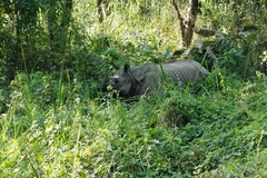 Rhinoceros unicornis
