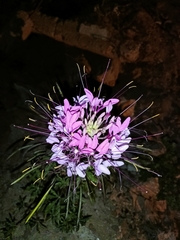 Cleome houtteana