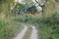 Panthera tigris tigris