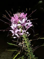 Cleome houtteana