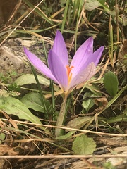 Crocus etruscus