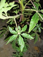 Cleome houtteana