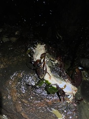 Eupentacta quinquesemita