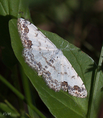 Scopula decorata
