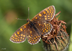 Melitaea