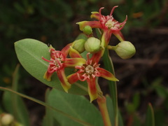 Periploca laevigata