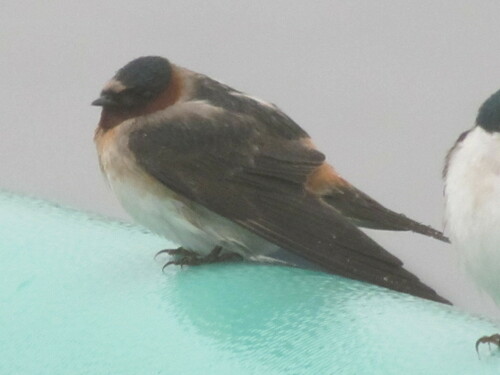 Golondrina risquera (Petrochelidon pyrrhonota)