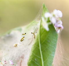 Yponomeuta evonymella