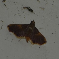 Endotricha mesenterialis