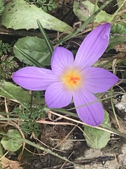 Crocus etruscus