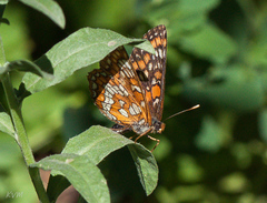 Euphydryas maturna