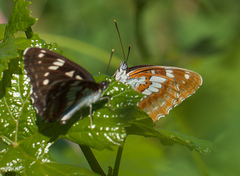 Limenitis helmanni