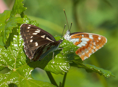 Limenitis helmanni
