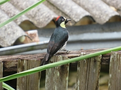 Melanerpes formicivorus