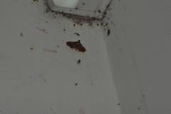 Endotricha mesenterialis