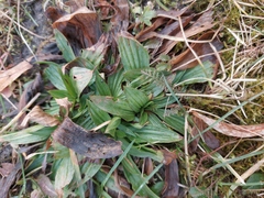 Plantago lanceolata