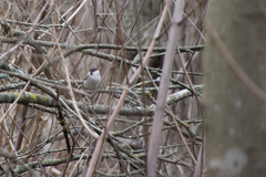 Poecile palustris