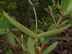 Periploca laevigata