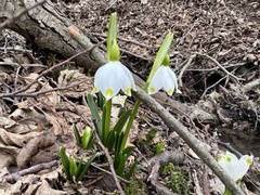 Leucojum vernum