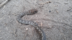 Psammophis