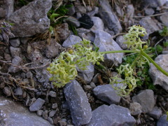 Galium baldense
