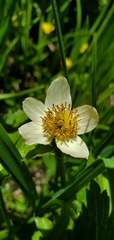 Trollius laxus