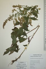 Solidago ulmifolia ulmifolia