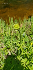 Trollius laxus