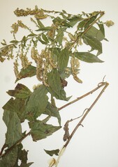 Solidago ulmifolia ulmifolia