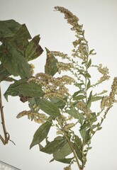 Solidago ulmifolia ulmifolia