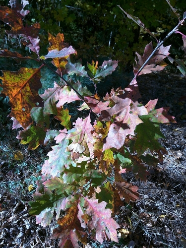 Variety Quercus rubra rubra · iNaturalist