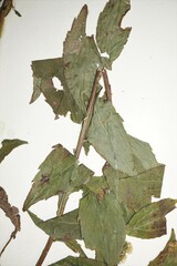 Solidago ulmifolia ulmifolia