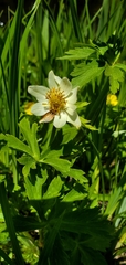 Trollius laxus