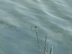 Sinictinogomphus clavatus