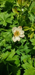 Trollius laxus