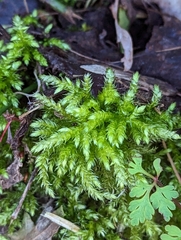 Brachythecium rutabulum