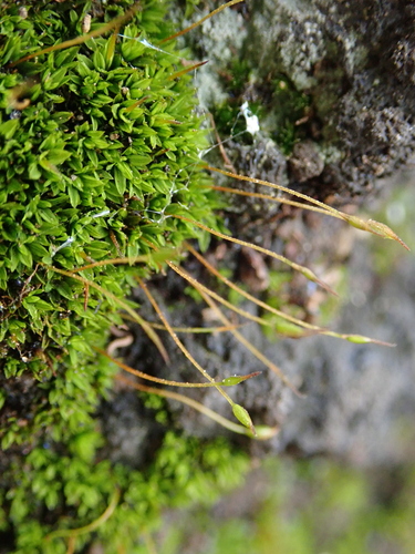 Image of Rib-leaf Moss by (c) Christian Berg, some rights reserved (CC BY)