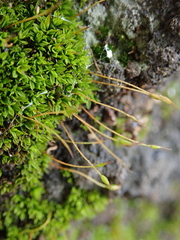 Tortula atrovirens