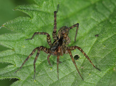 Pardosa prativaga
