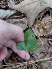 Smilax glauca