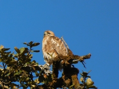 Buteo refectus