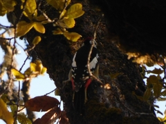 Dendrocopos himalayensis